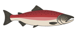 Floating Salmon