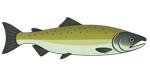 Floating Salmon